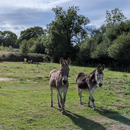 Le Logis Des Poneys Fringants